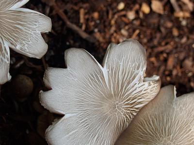 mushroom8.jpg