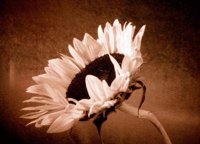 sunflower-1.jpg