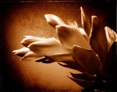 Flower-6.jpg