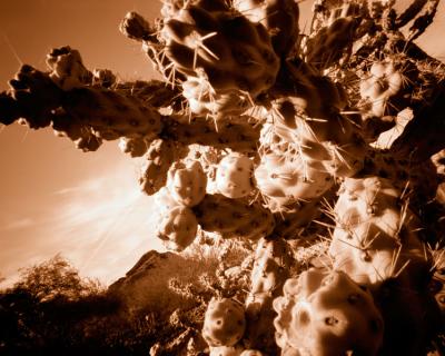 cactus-4.jpg