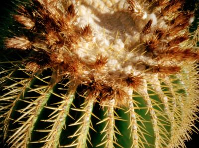 cactus-6.jpg