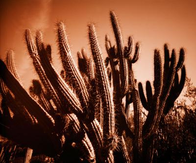 cactus-7.jpg