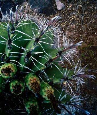cactus-8.jpg