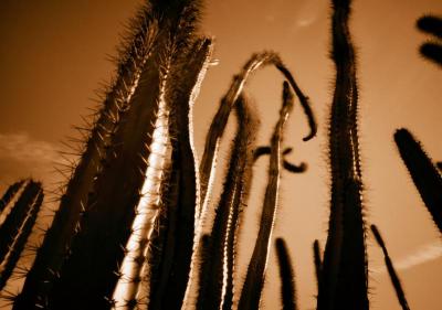 cactus3.jpg