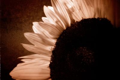 sunflower-3.jpg