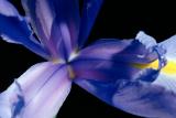 Flower-2c.jpg
