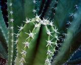 cactus-9.jpg