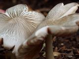 mushroom6.jpg
