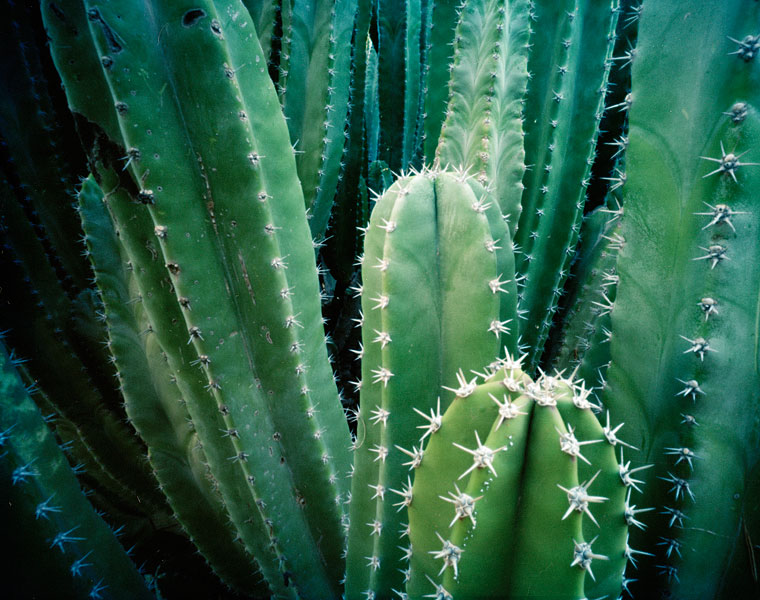 cactus-10.jpg