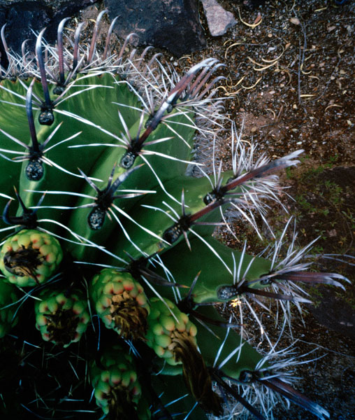 cactus-8.jpg