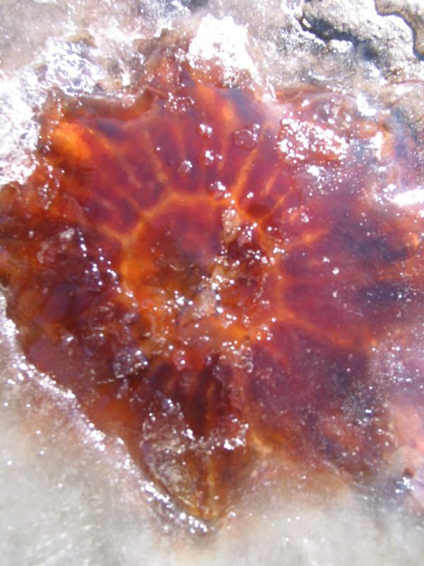 Jellyfish on ice