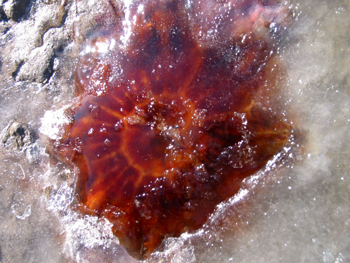 Closeup (frozen)Jellyfish.