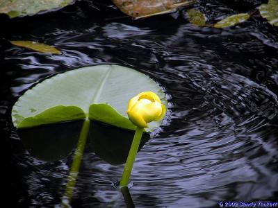 Water Lily.jpg