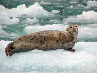 Harbor Seal