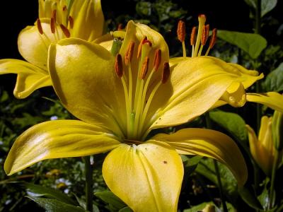 yellow lily.jpg