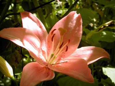 Pink Lily.jpg