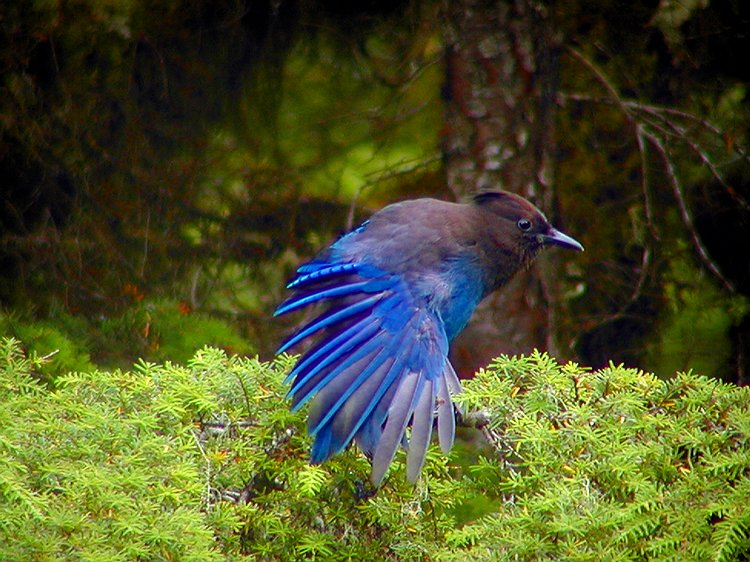 Stellers Jay #3