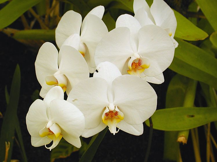 P1300020c.jpg