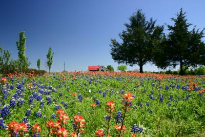 Bluebonnets and Indian Paintbrushes (Antique Rose Emporium)