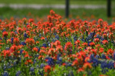 More Bluebonnets and Indian Paintbrushes (Antique Rose Emporium)