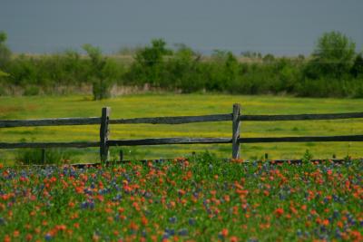 Wildflower Meadow (closeup)