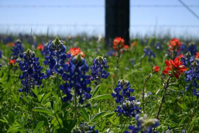 Bluebonnets and Indian Paintbrushes along FM 1155