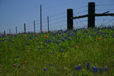 Another shot on FM 1155