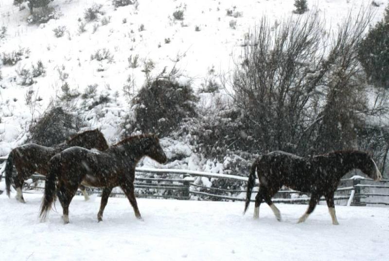 Horses, Buckskin area, Pocatello, Idaho