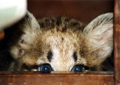 Aurora the Baby Cougar's Eyes, 1998 Felis concolor