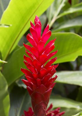 Flowers in Hawaii