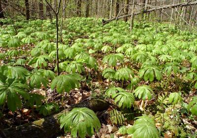 Mayapple 1