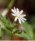 Great Chickweed