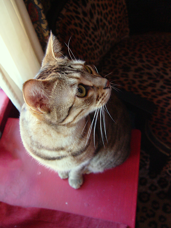 Fred Stares At Ceiling