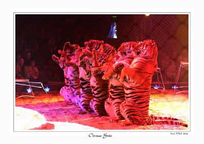 Rotlicht-Tiger