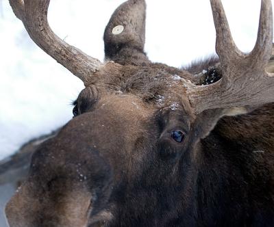 10-JAN-2005  mr moose