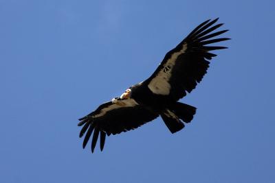 California Condor #27