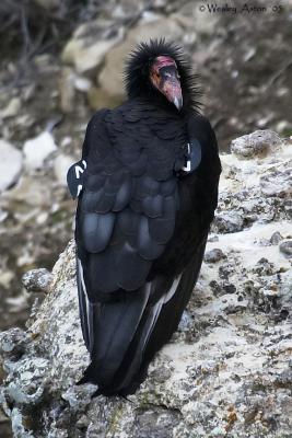 California Condor #22