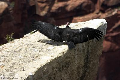 California Condor #7
