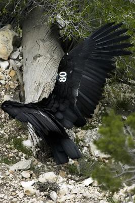 California Condor #8