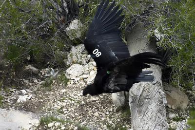 California Condor #8