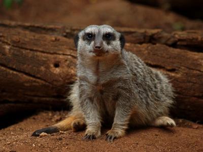 Meerkat