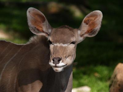 Greater Kudu