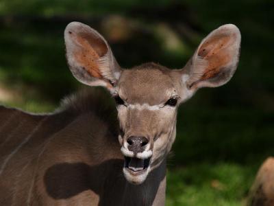 Greater Kudu
