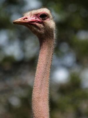 Maddie (Ostrich)