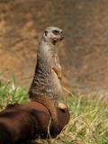 Meerkat