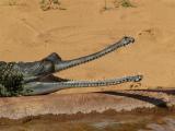 Gharial