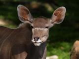 Greater Kudu