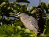 Black-Crowned Night Heron