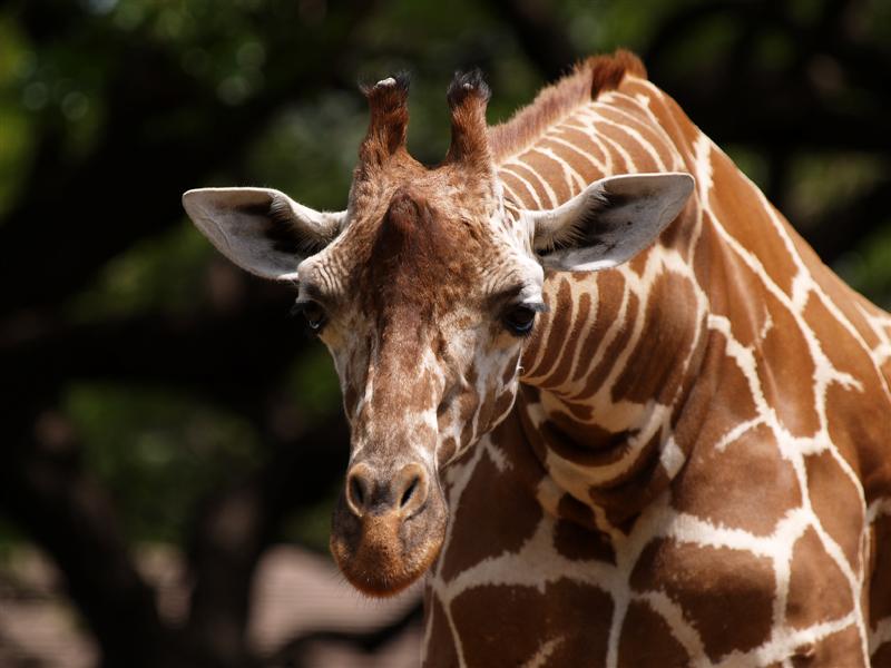 Giraffe