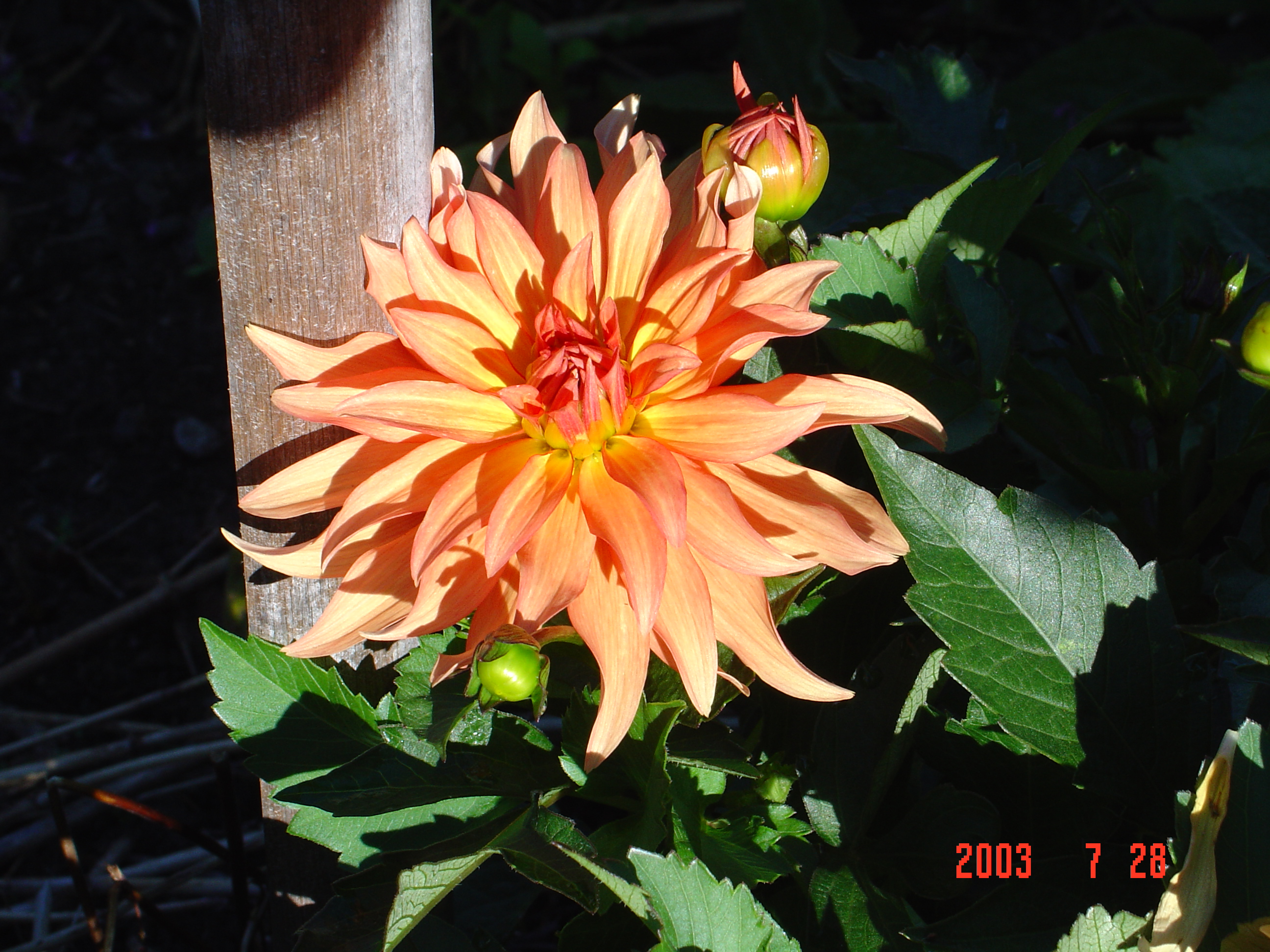 DSC00044.JPG
